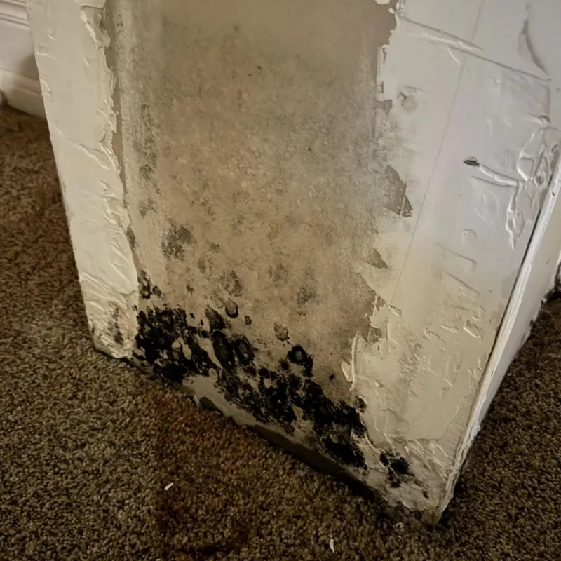 Professional Mold Removal in Newington, CT